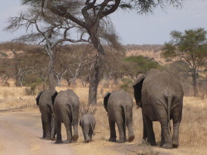 Elefanti Tanzania